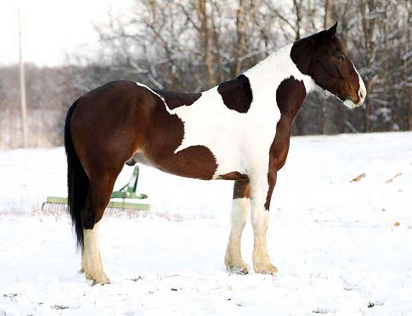 quarter-horse