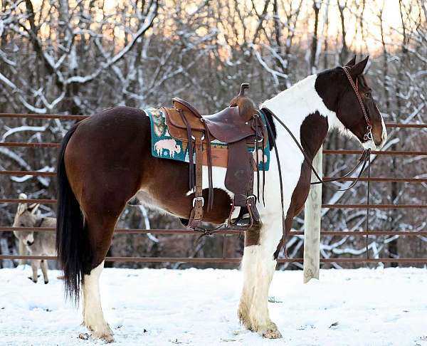 family-horse-quarter