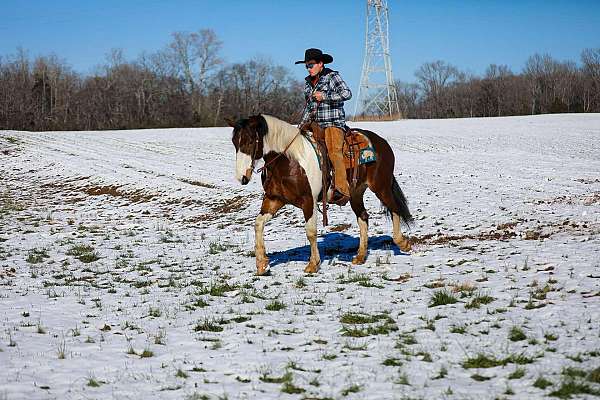 experienced-quarter-horse