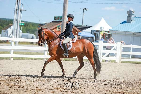 athletic-friesian-horse