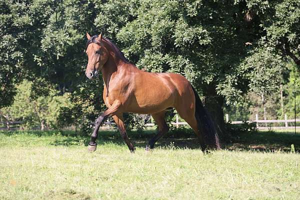 driving-friesian-horse