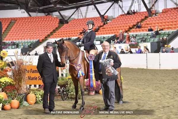 equitation-friesian-horse