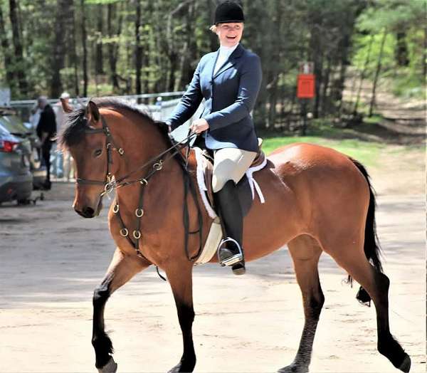 hunt-seat-equitation-friesian-horse