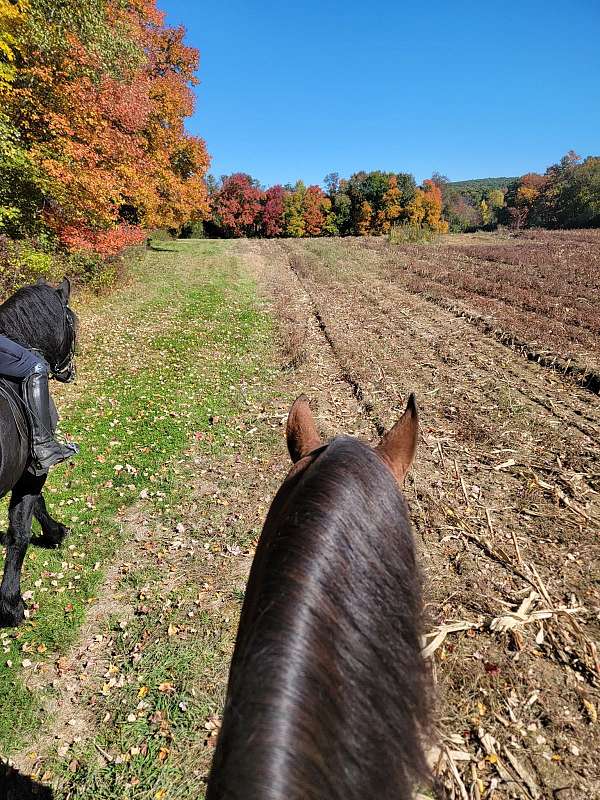 hunter-friesian-horse