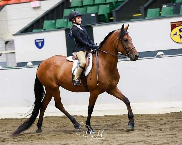 ridden-english-friesian-horse