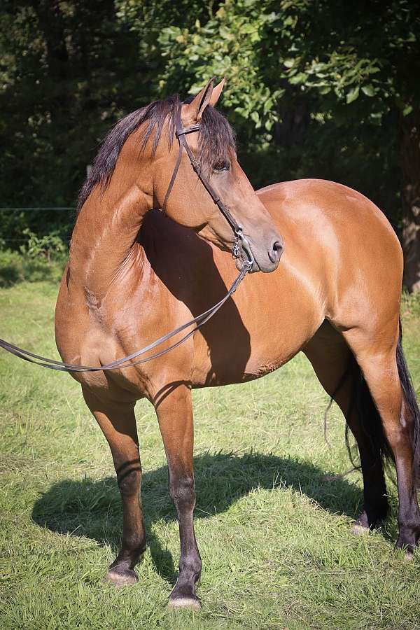 saddle-seat-friesian-horse