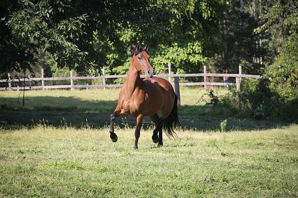 show-experience-friesian-horse