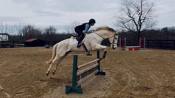 dancing-gelding