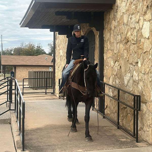 family-horse-quarter