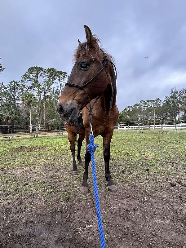 paso-fino-gelding