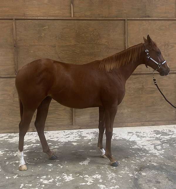 corona-cartel-filly-yearling