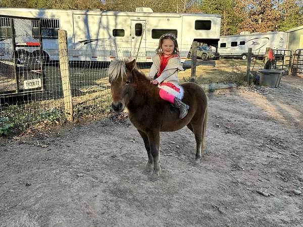 bay-silver-bay-trail-pony