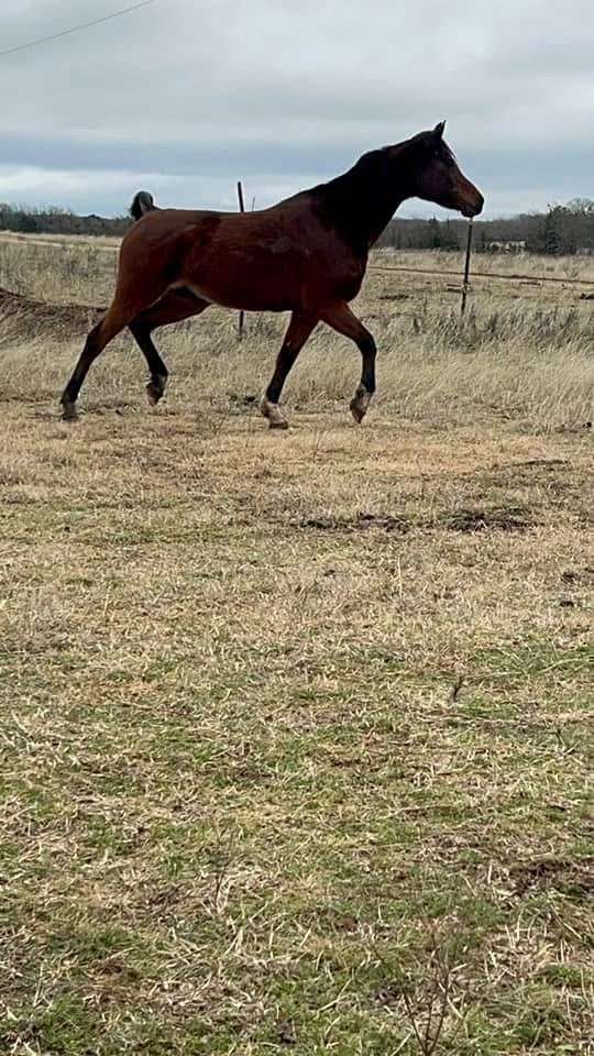 bay-western-dres-horse