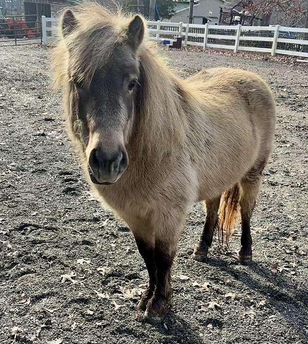 miniature-pony-for-sale