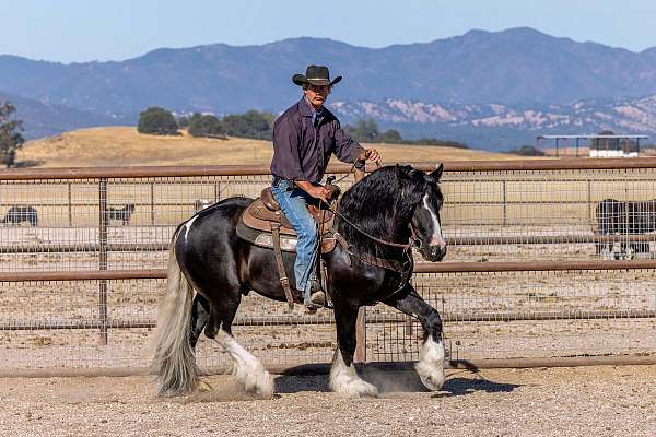 friesian-gypsy-vanner-horse