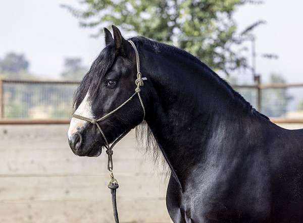 gypsy-vanner-horse