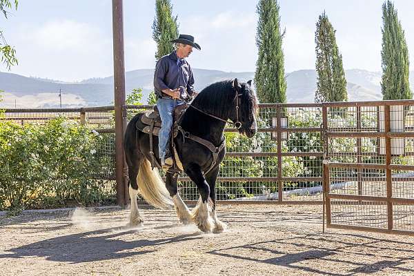 stallion-gypsy-vanner-horse