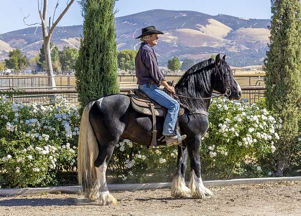 breeding-gypsy-vanner-horse