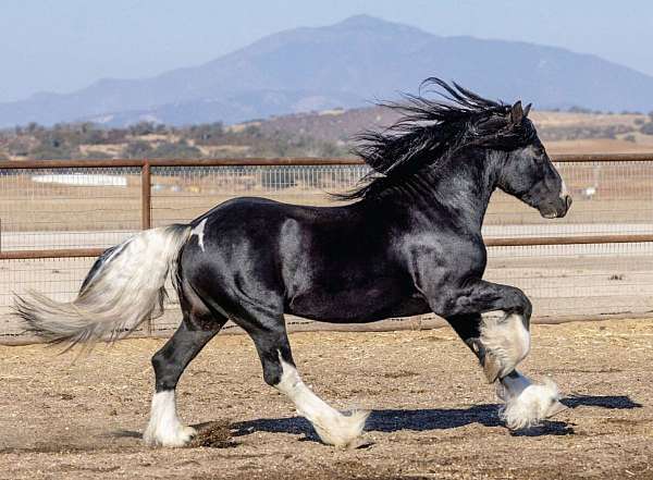 bay-gypsy-vanner-stallion