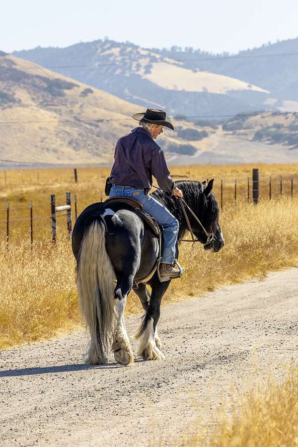 western-riding-gypsy-vanner-horse