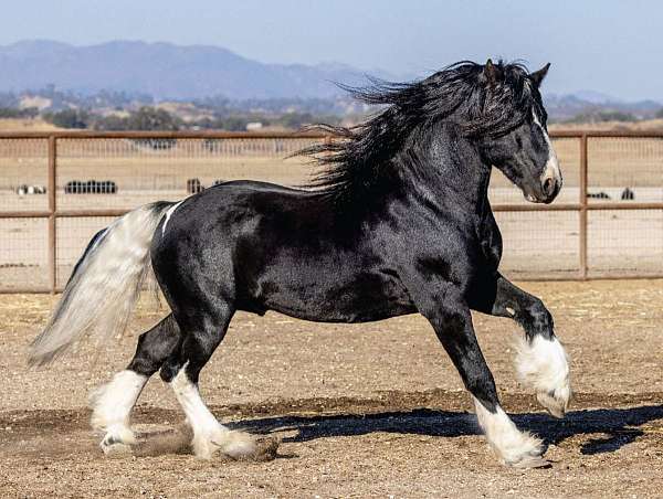 friesian-horse