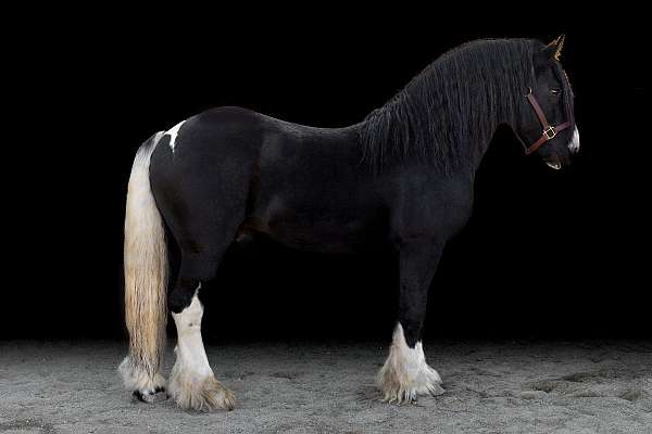 gypsy-horse