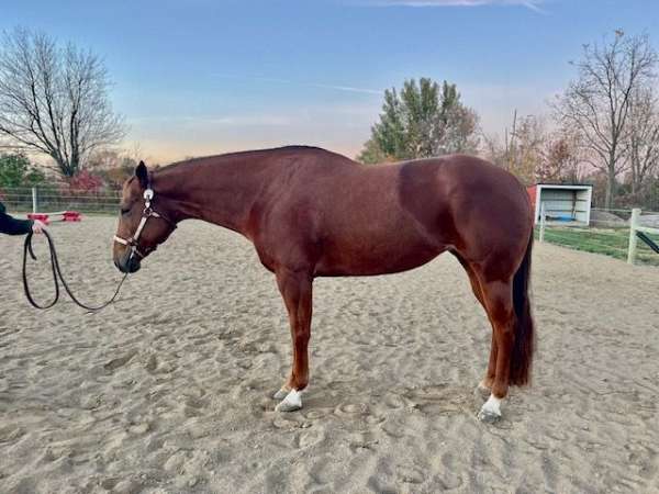 and-snip-left-fore-hind-pastern-white-horse