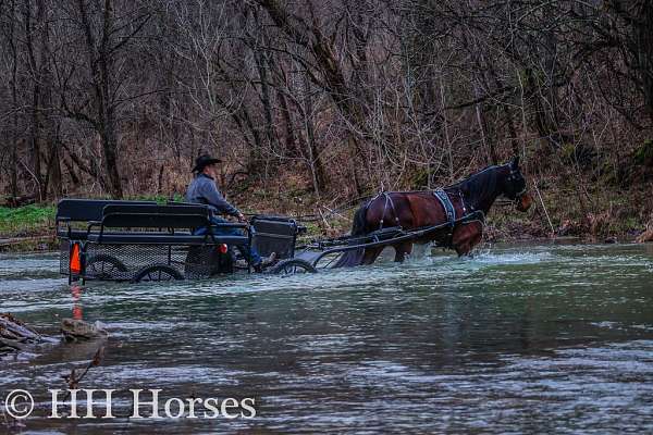 all-around-friesian-horse