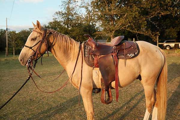 palomino-gelding