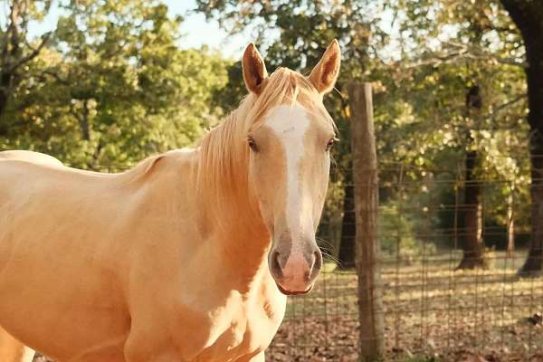 palomino-horse-for-sale