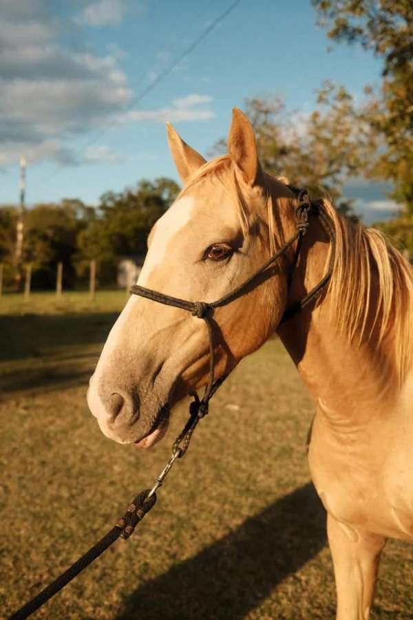 palomino-horse