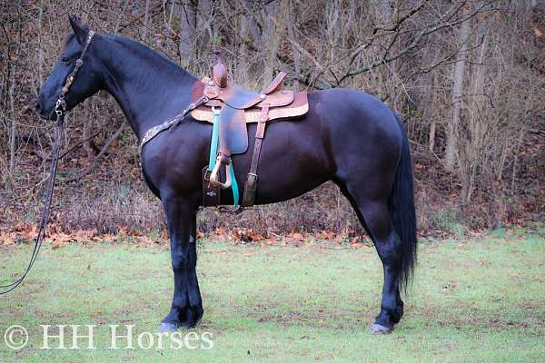 all-around-friesian-horse