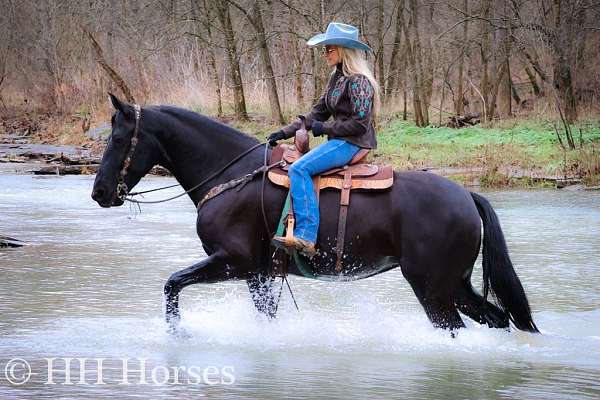 athletic-friesian-horse