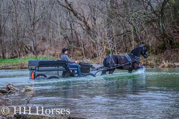 beginner-friesian-horse