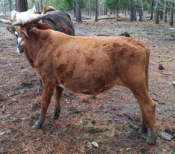 white-markings-on-his-face-horse