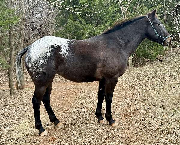 trained-appaloosa-pinto-horse