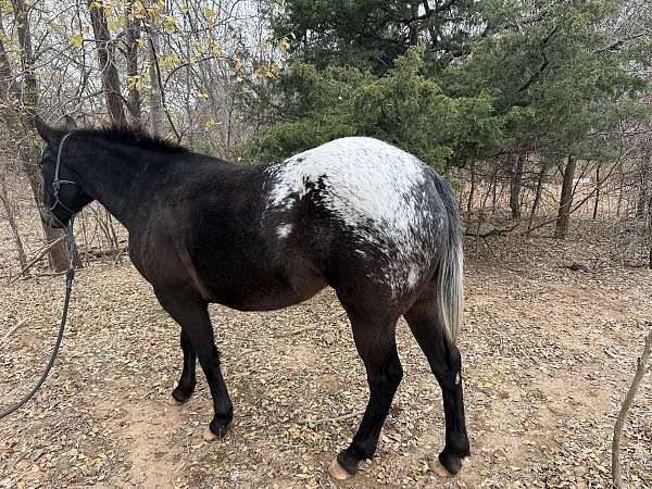 pole-appaloosa-pinto-horse