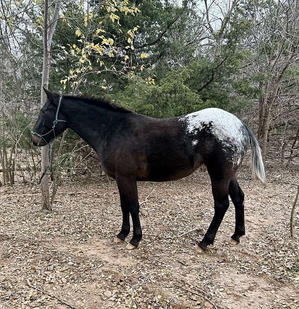 reining-appaloosa-pinto-horse