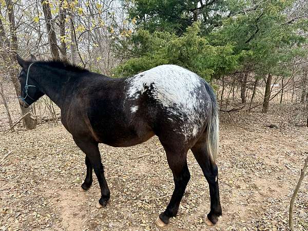 trained-appaloosa-pinto-horse