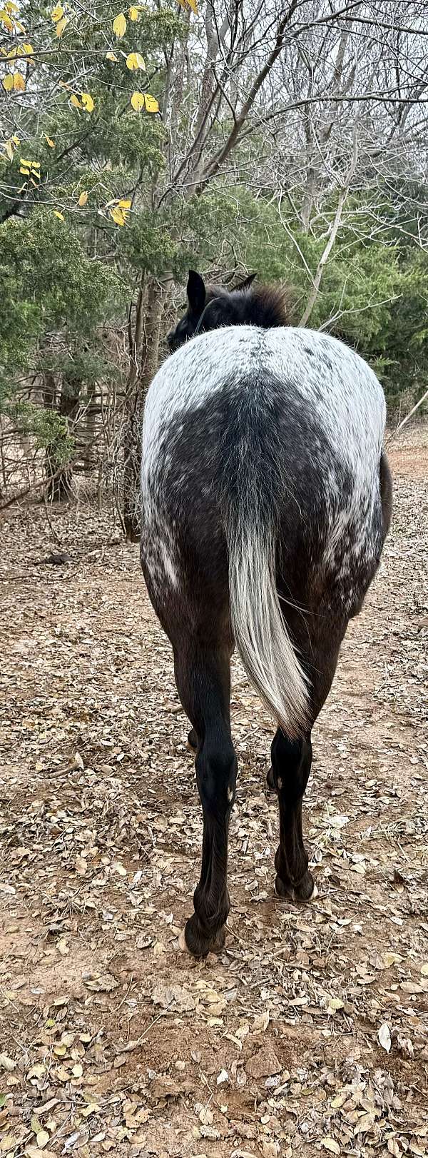 bay-roan-white-blanket-with-spots-horse