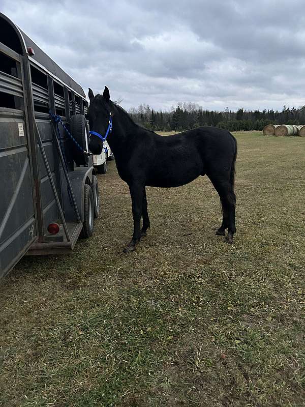 friesian-colt