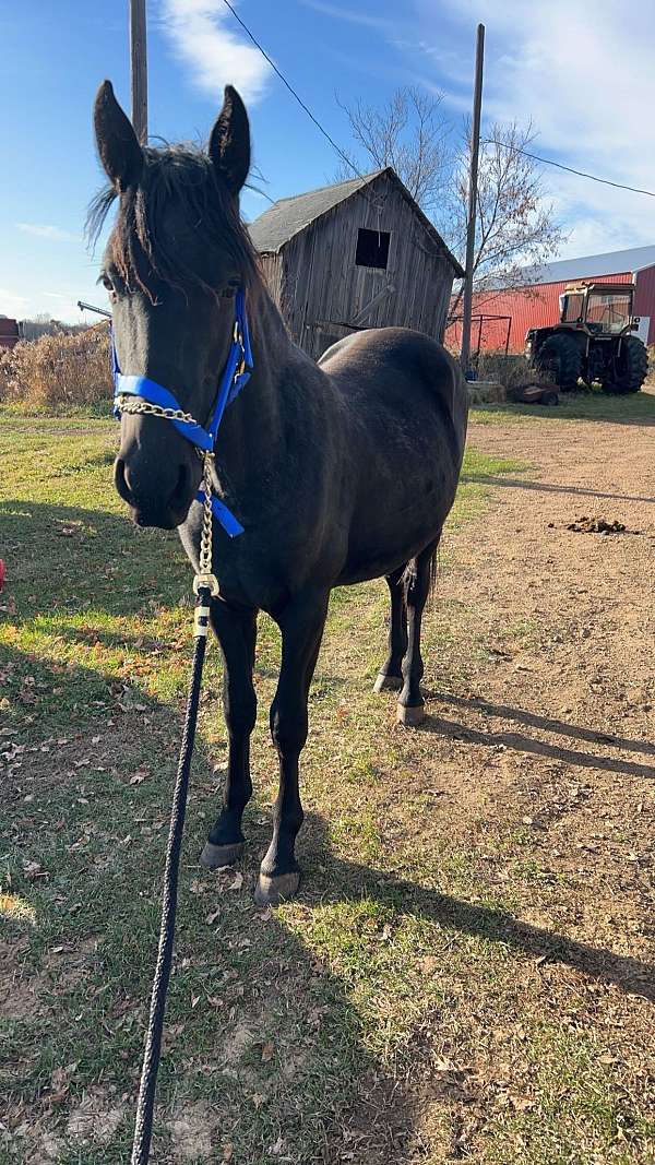 friesian-horse