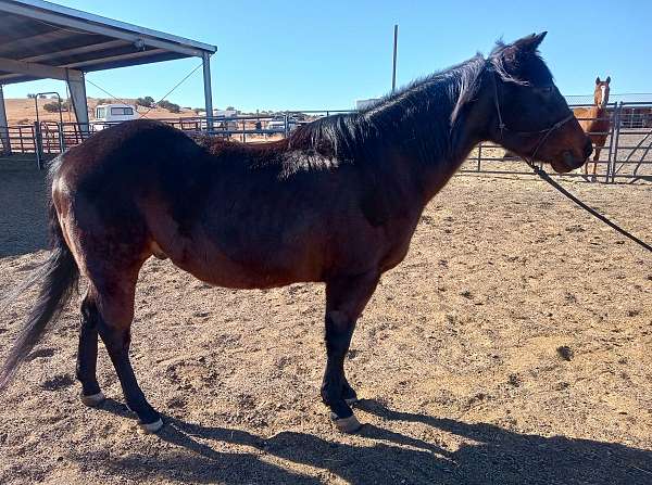 quarter-horse-for-sale