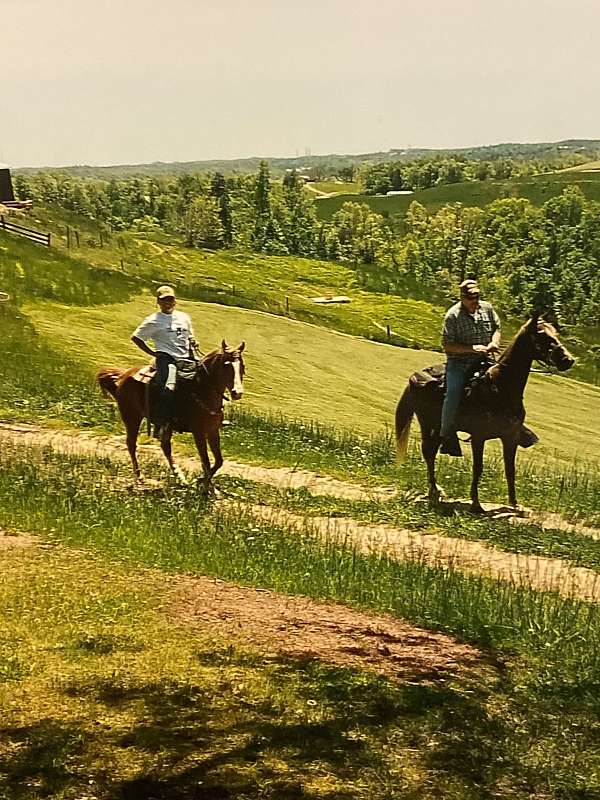 racking-gelding