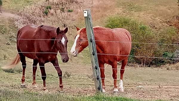 racking-pony