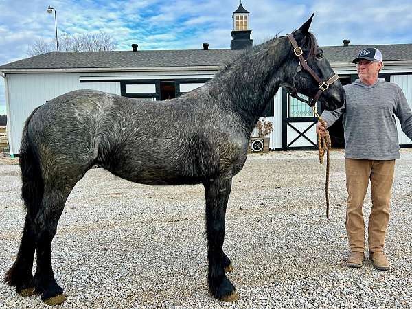 morgan-mare-gypsy-vanner-horse