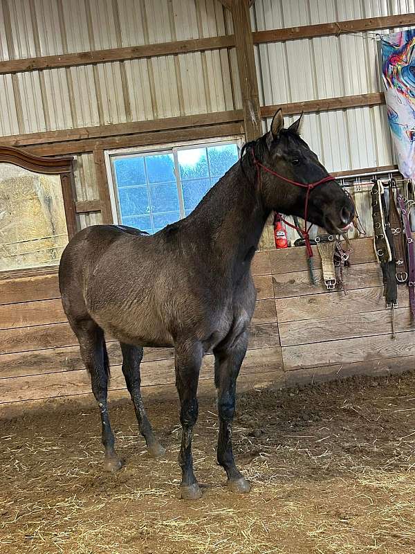 grulla-star-horse