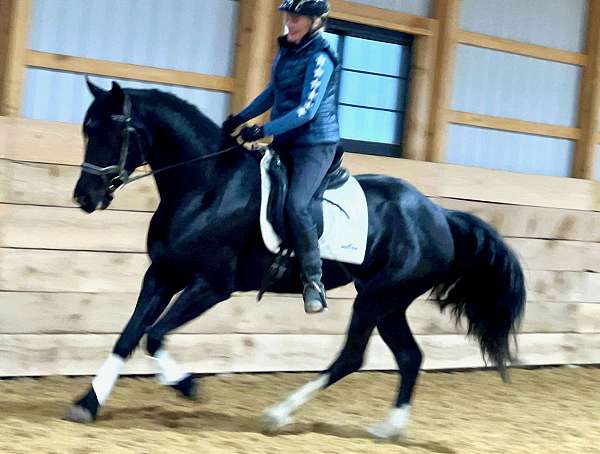 all-around-friesian-horse