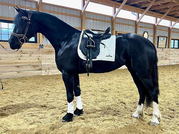 balanced-friesian-horse