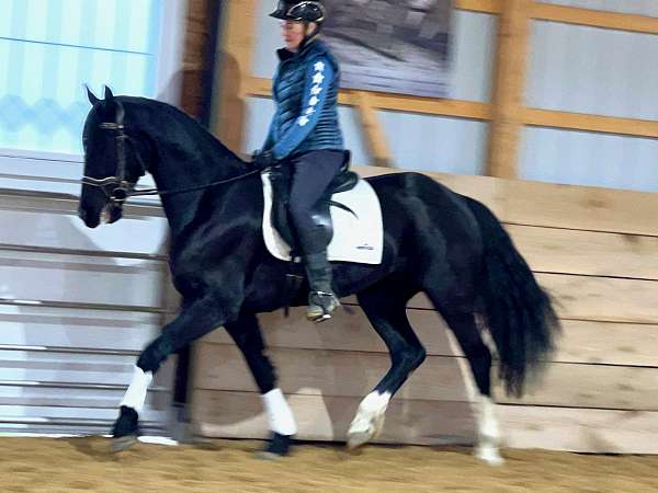 baroque-friesian-horse